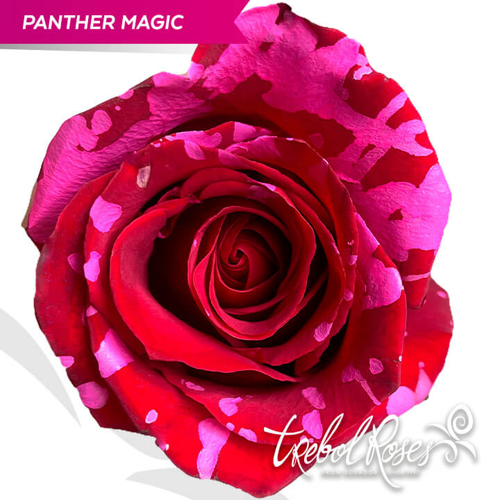 panther-magic-splash-tinted-trebolroses-web-2023
