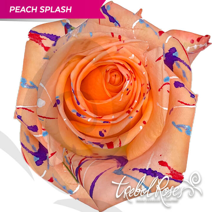 peach-splash-tinted-trebolroses-web-2023