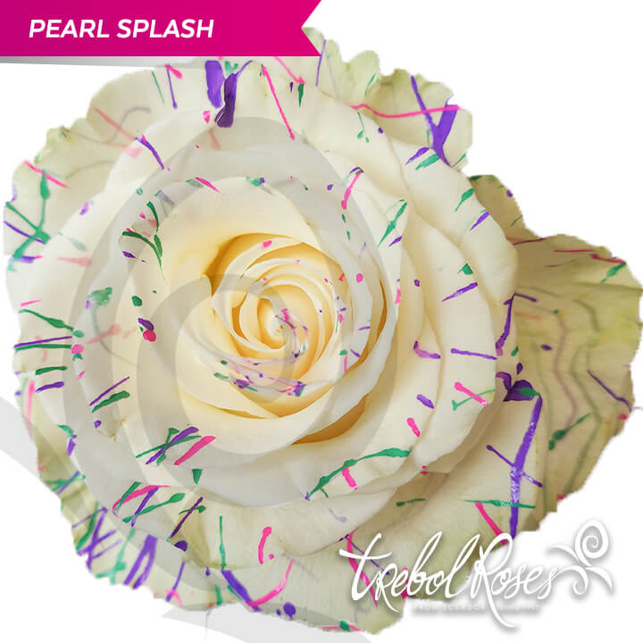 pearl-splash-tinted-trebolroses-web-2023