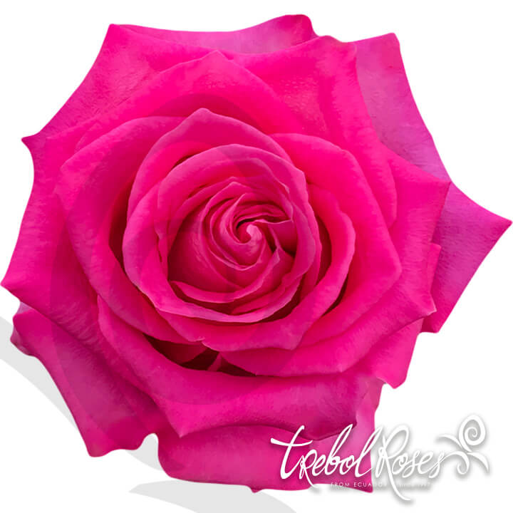 pink-floyd-roses-trebolroses-web-2023
