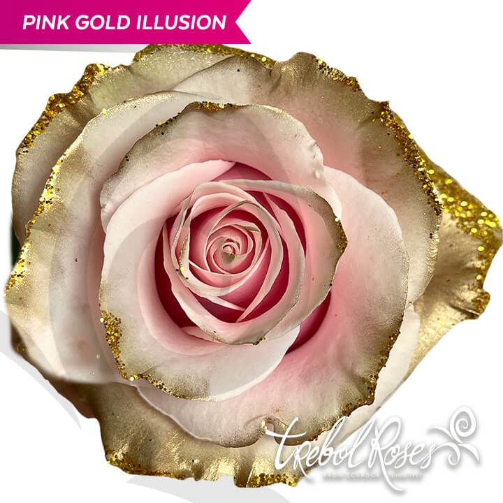 pink-gold-illusion-glitter-tinted-trebolroses-web-2023