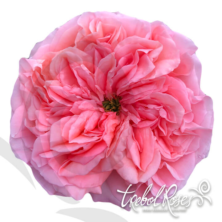 pink-xpression-roses-trebolroses-web-2023