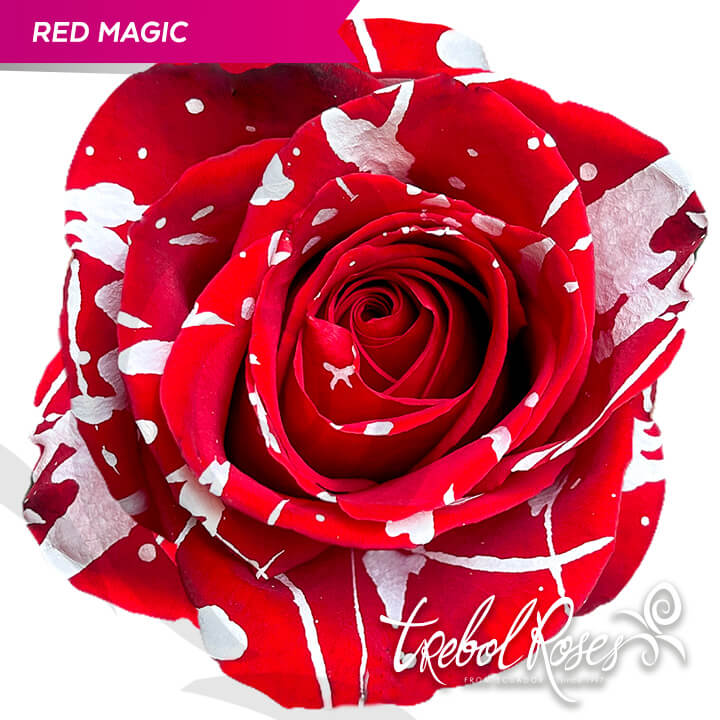red-magic-splash-tinted-trebolroses-web-2023