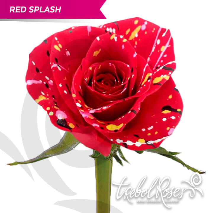 red-splash-tinted-trebolroses-web-2023