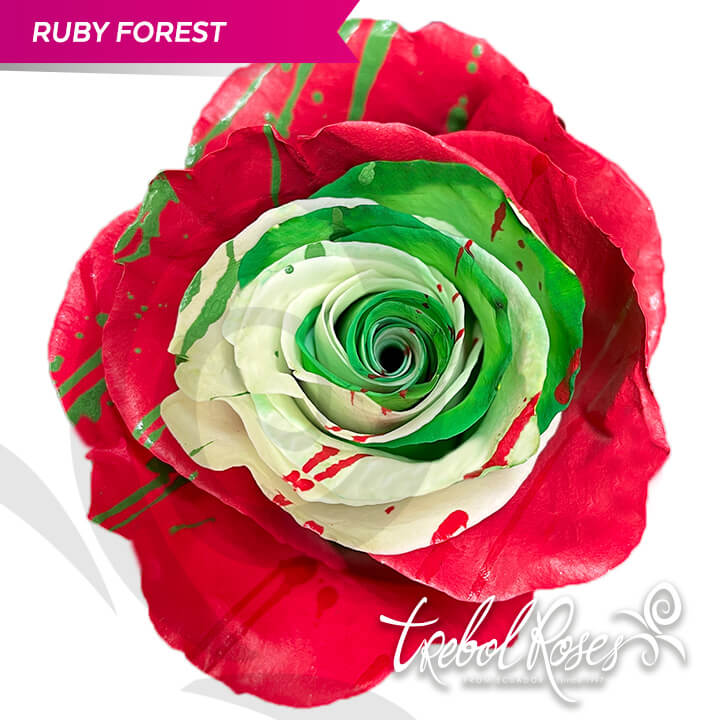 ruby-forest-splash-tinted-trebolroses-web-2023