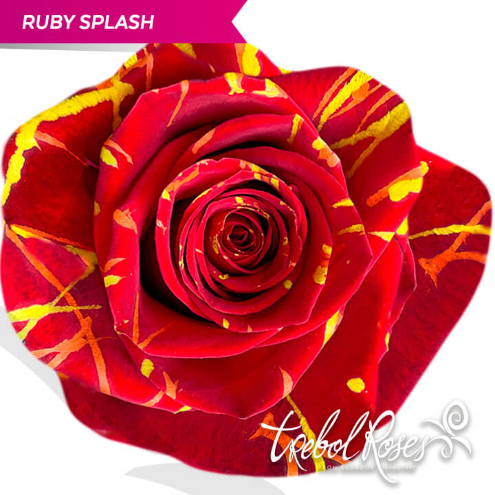 ruby-splash-tinted-trebolroses-web-2023