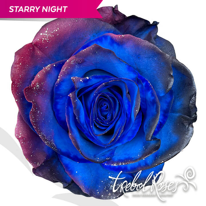 starry-night-glitter-tinted-trebolroses-web-2023