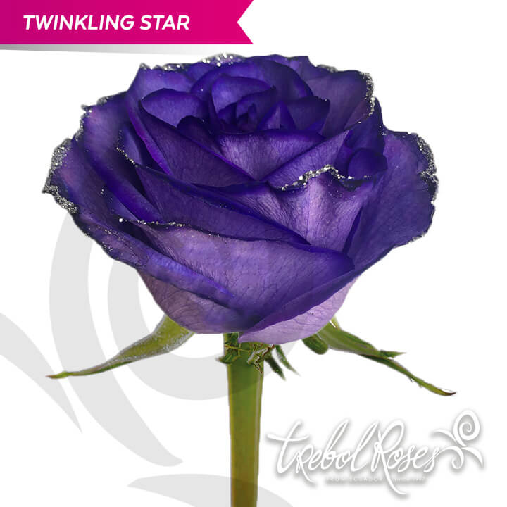 twinkling-star-glitter-tinted-trebolroses-web-2023