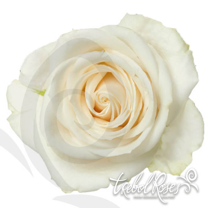 vendela-roses-trebolroses-web-2023