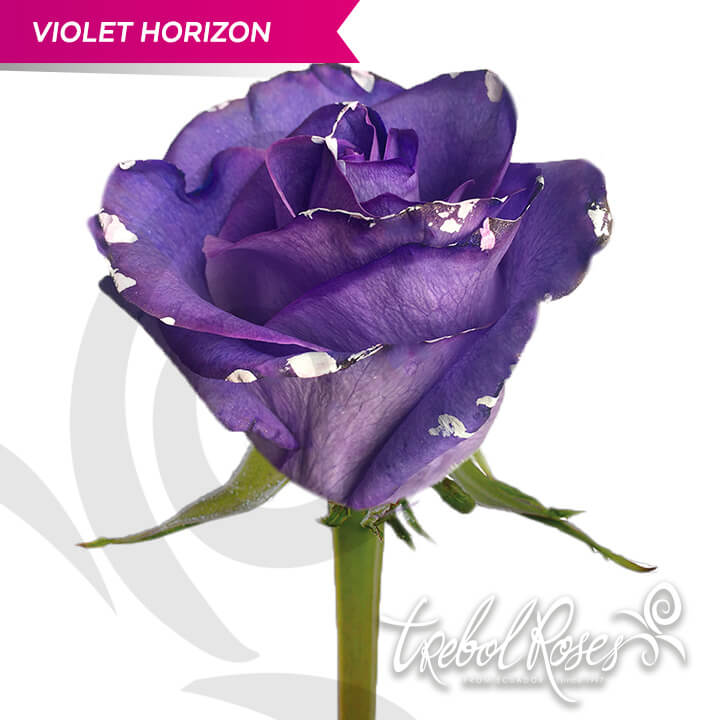 violet-horizon-splash-tinted-trebolroses-web-2023