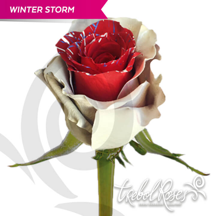 winter-storm-splash-tinted-trebolroses-web-2023