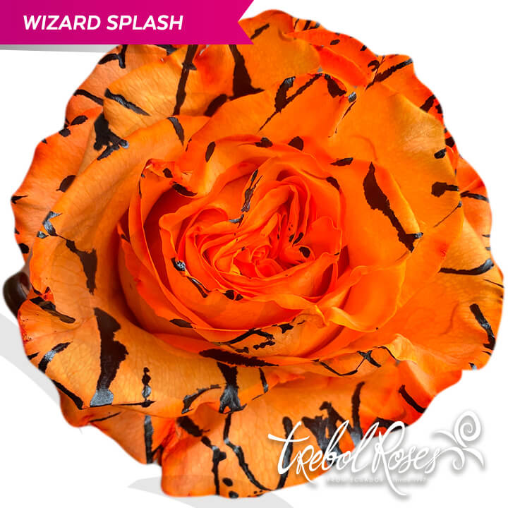 wizard-splash-tinted-trebolroses-web-2023