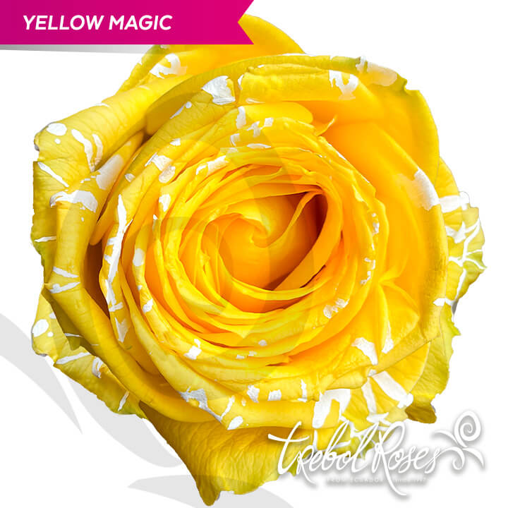 yellow-magic-splash-tinted-trebolroses-web-2023